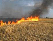 Спалювання стерні – шкода довкіллю
