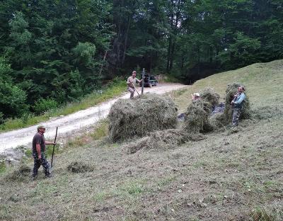 Заготівля кормів на зиму для диких тварин