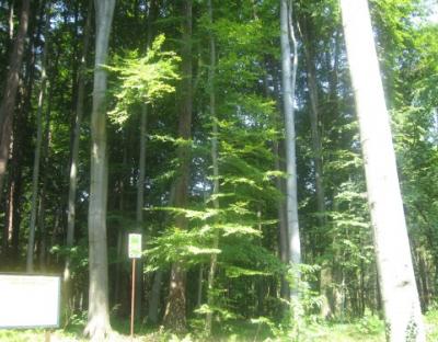 Ботанічна пам'ятка природи "Жовківська"