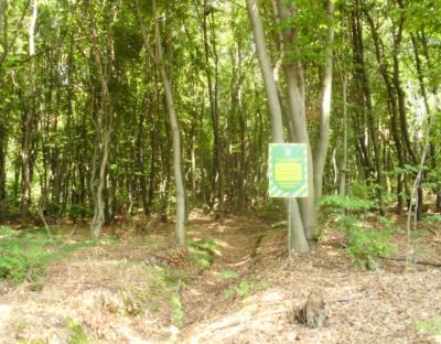 Ботанічна пам'ятка природи "Сасівська"