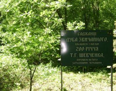 Канівські дуби на Рудківщині