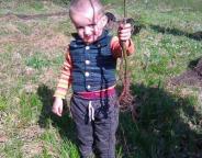 В Самбірському лісгоспі садять ліс