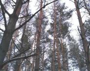 Заходи зі збереження соснових деревостанів