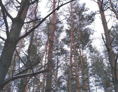 Заходи зі збереження соснових деревостанів
