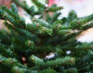 На Львівщині розпочато ялинкову кампанію 2021-2022 років