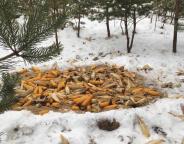 Лісівники допомагають звірам пережити холоди