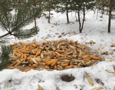 Лісівники допомагають звірам пережити холоди