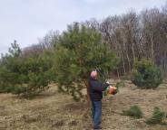 Лісівничі будні: семінар-навчання по догляду за лісонасіннєвими плантаціями