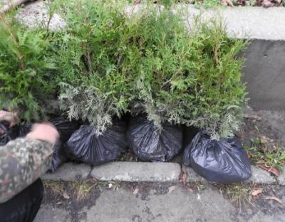 Лісівники озеленили адмінбудівлю поліцейських у Жовкві (ФОТО)