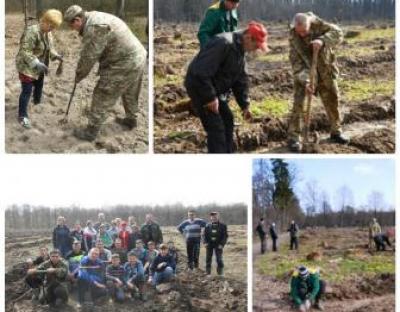 Школярі Жидачівщини посадили понад 4 тисячі молодих дубочків