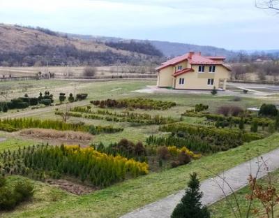 Інвентаризація садивного матеріалу у розсаднику Крушельницького лісництва
