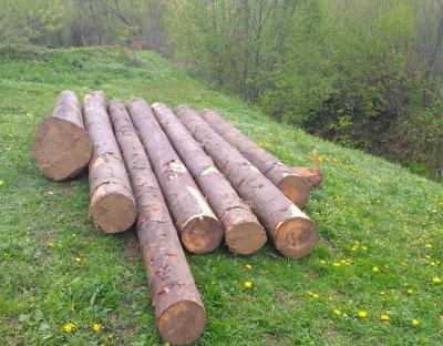 В селі Тур’є Старосамбірського району виявлена незаконна рубка вчинена місцевими жителями