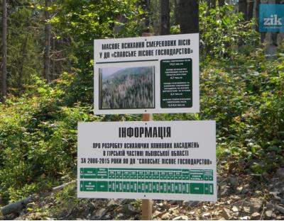 Бюрократичний ідіотизм: Карпатські смереки всихають, а зрубати не можна?