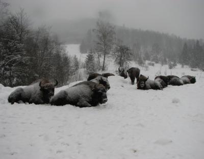 НАШІ ЗУБРИ ПЕРЕЗИМУЮТЬ!