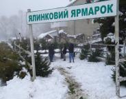 За новорічними ялинками - до лісівників (відео)