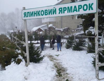 За новорічними ялинками - до лісівників (відео)
