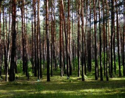 У Раві-Руській напрацьовували механізми порятунку соснових насаджень від всихання