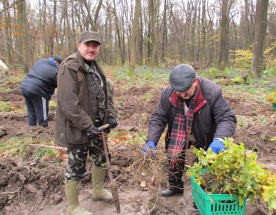 Свірзьке лісництво поповнилось новими насадженнями