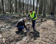 «Зелена країна»: на Золочівщині активно висаджують ліс
