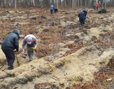 Разом з лісівниками Самбірського лісгоспу місцеві жителі  висадили молоді дерева