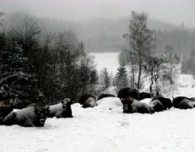 У Карпатах на Львівщині зафіксували збільшення кількості червонокнижних зубрів