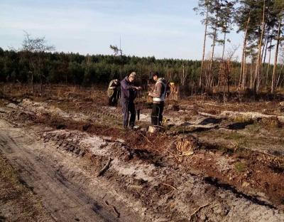 На пошкоджених буреломом ділянках буде зростати новий ліс!