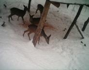 Обліковуємо чисельність мисливських видів звірів та птахів Львівщини