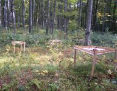 БІБРСЬКЕ ЛІСОВЕ ГОСПОДАРСТВО В ОСІННЮ ПОРУ РОКУ