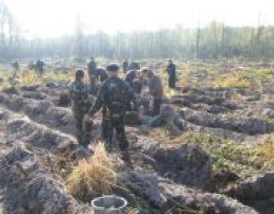 Буде сосновий бір для наших нащадків