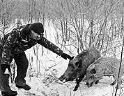 У холод звірина тулиться до людей...
