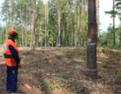 Проведено ХІІІ всеукраїнський конкурс-змагання звалювальників лісу