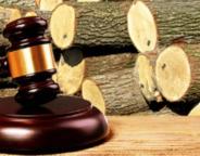 Підсумки торгів необробленою деревиною заготівлі першого кварталу 2020р.