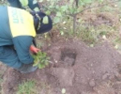 На Дрогобиччині заклали клонову плантацію ялиці