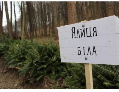Понад три тисячі дерев за три години: як на Львівщині садили ліс
