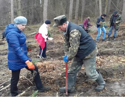 Триває весняне садіння лісу у Бібрському лісгоспі