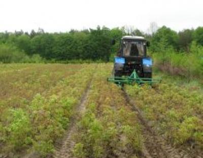 На Львівщині завершено весняну лісокультурну компанію 2012 року