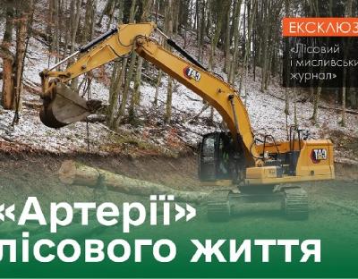 «Артерії» лісового життя