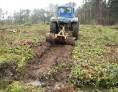 В лісах ДП "Львівське лісове господарство" створено родинну плантацію дуба звичайного