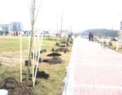 У Львові посадили парк із сакур