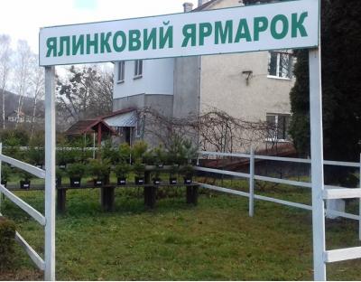 Лісівники Бібрського лісгоспу розпочали підготовку до ялинкової кампанії