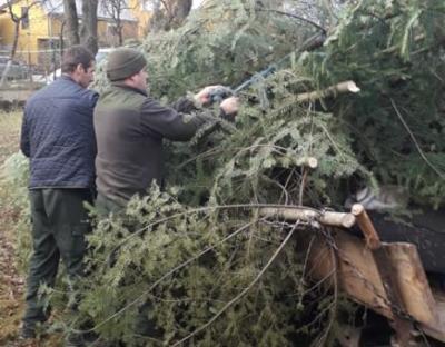 Виявлено факт незаконної заготівлі новорічних ялинок
