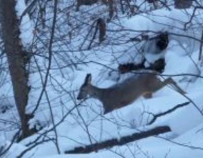 В угіддях Львівщини проведено зимовий облік мисливської фауни.
