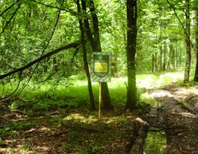Заповідне урочище "Ліс в околицях Верхобужа"