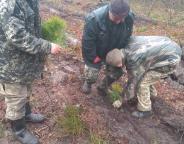Понад 120 тисяч саджанців основних лісоутворюючих порід посадили в ДП «Самбірський лісгосп»