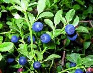 Інформація щодо заготівлі другорядних лісових матеріалів та здійсненні побічних лісових користувань