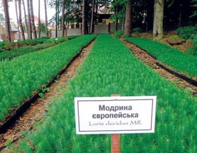 Є кому створювати ліси. Як працює на Львівщині єдине в Україні лісонасіннєве підприємство.