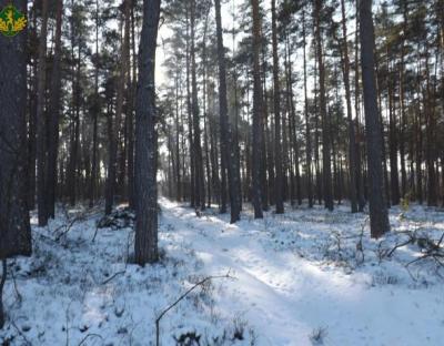 Сортиментний план заготівлі деревини на 2022 рік на підприємствах Львівського ОУЛМГ
