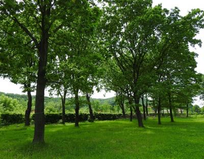 Жовківщину прикрашають 13 дубів, посаджених іменитими українцями 