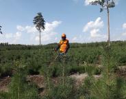 Кожен висаджений сіянець потребує лісівничої уваги