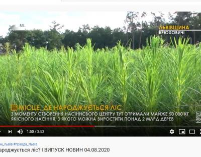 Як народжується ліс? У відеосюжеті PravdaTUT Lviv